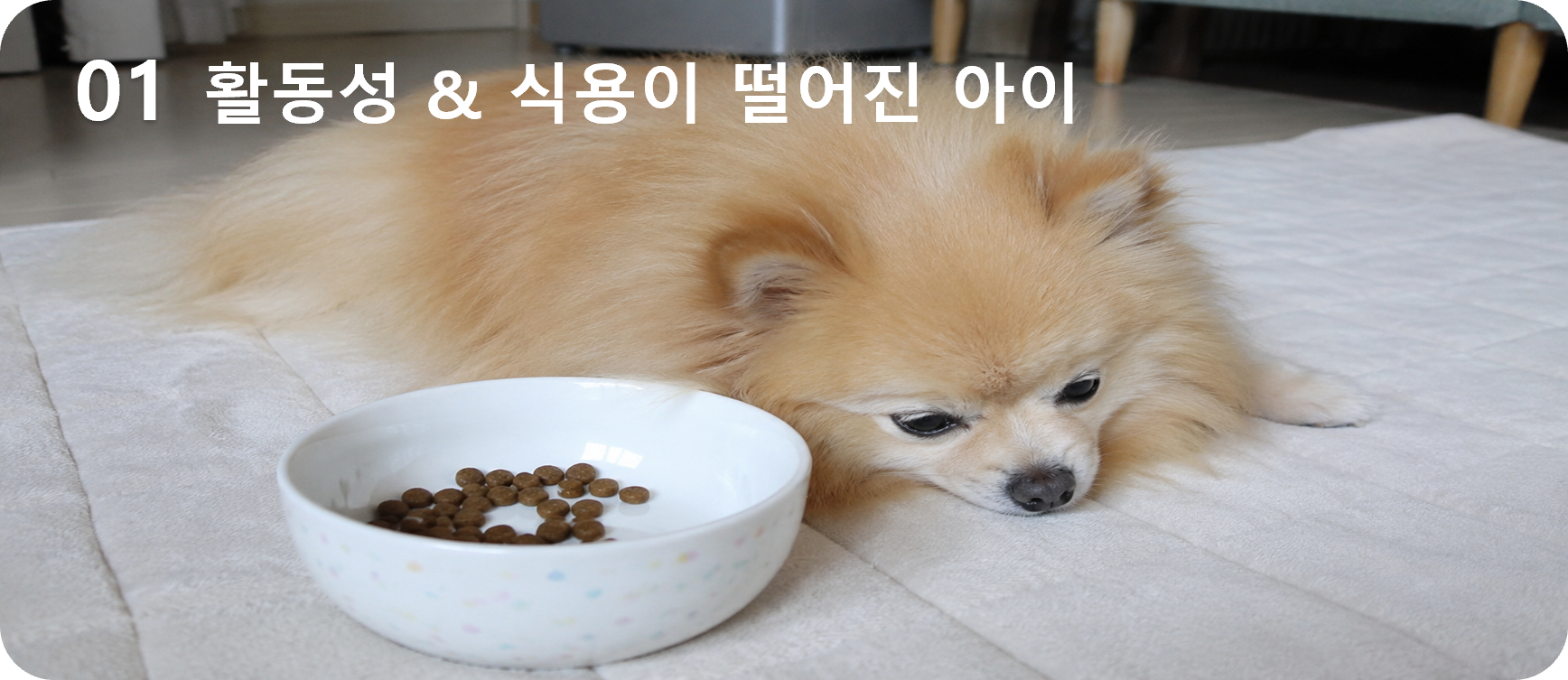 01 활동성·식욕이 떨어진 아이