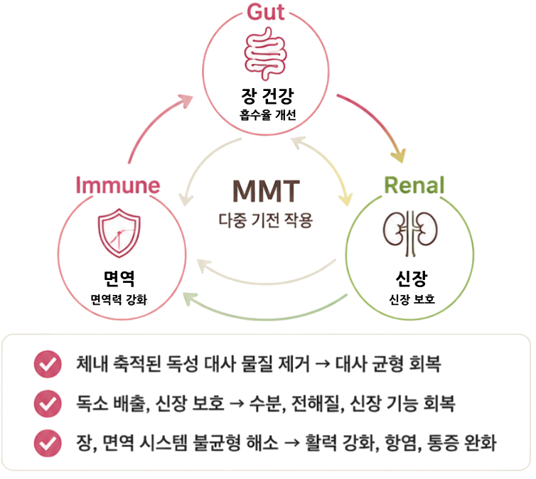 다중 기전 작용(MMT) — 장·면역·신장 순환 다이어그램
